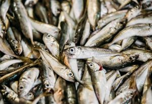 Balık için tehlike uyarısı!